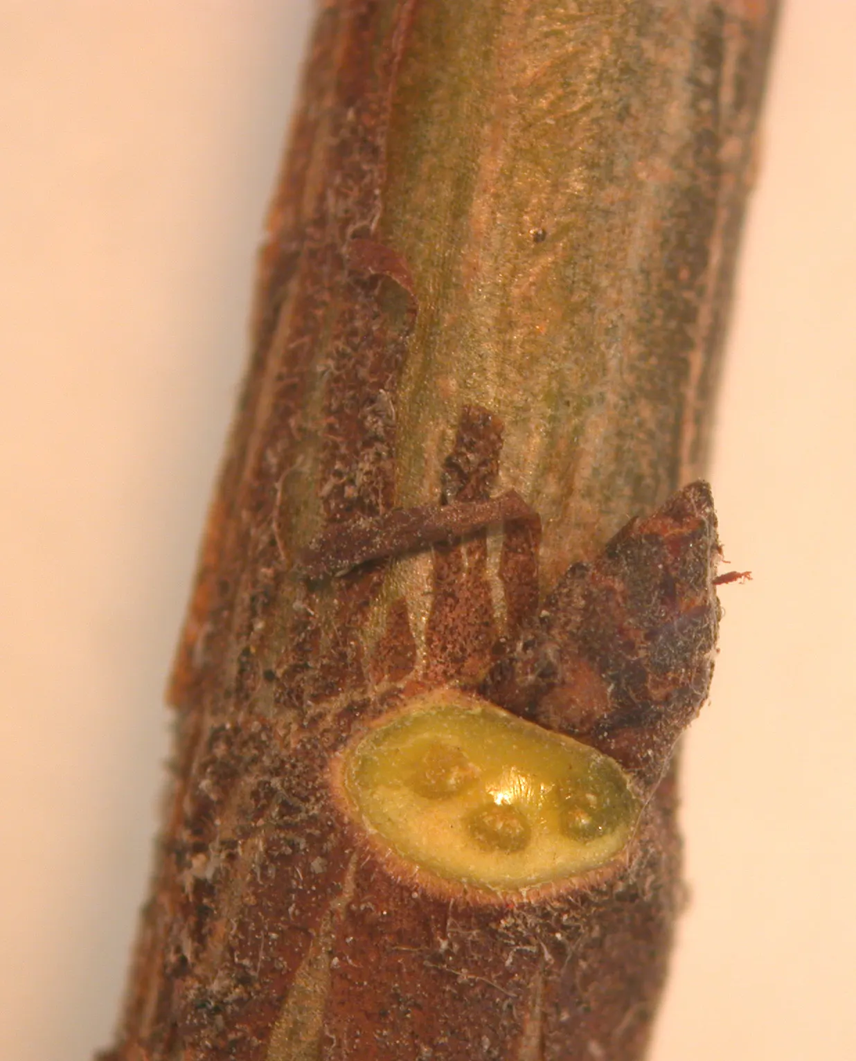 American Elm (Ulmus Americana) — the leaves are oval with serrated edges and a pointed tip; cherished for its stately vase-like form