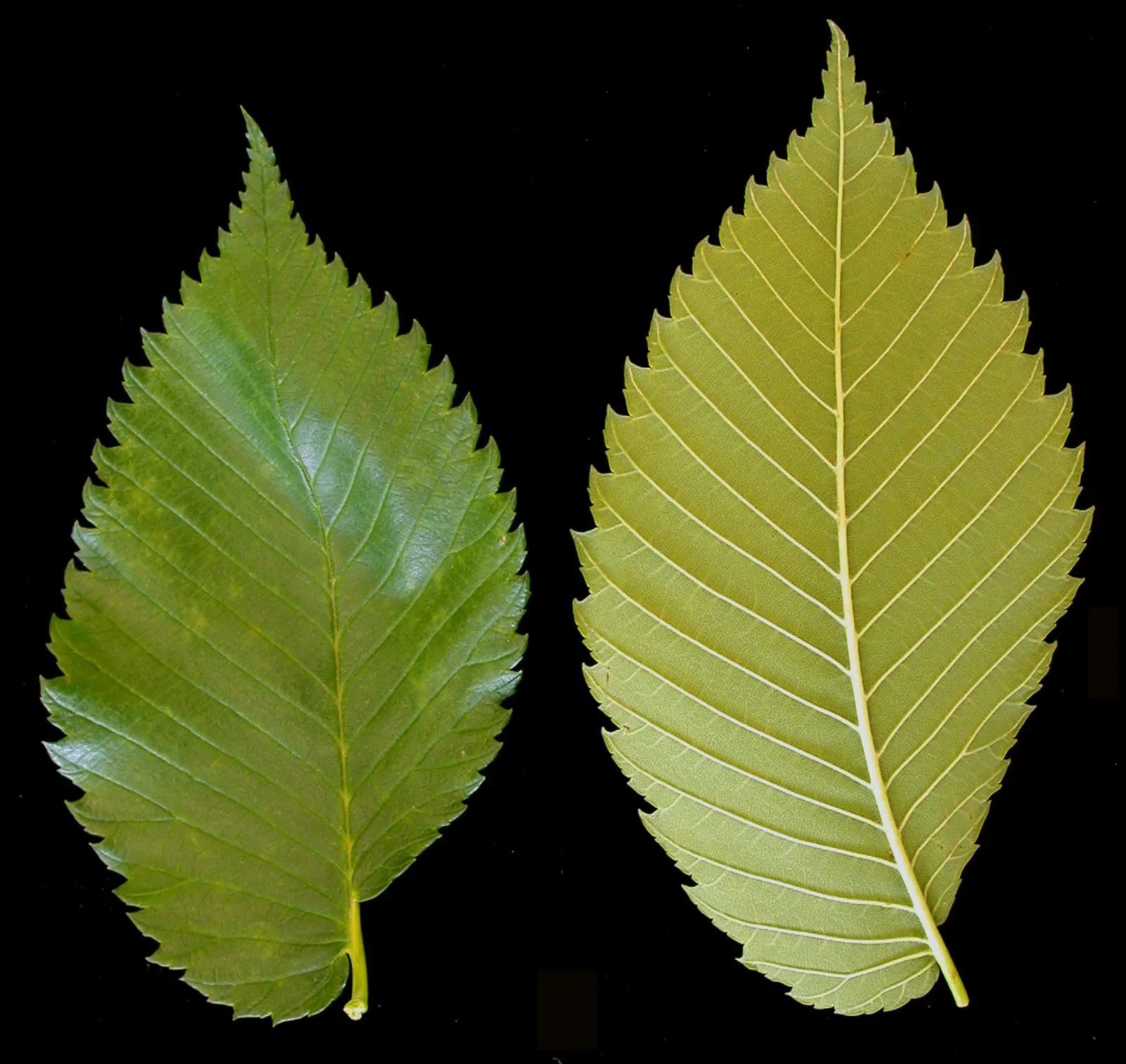 American Elm (Ulmus Americana) — it's important to note that Ulmus americana is susceptible to Dutch elm disease; for sustainable landscaping