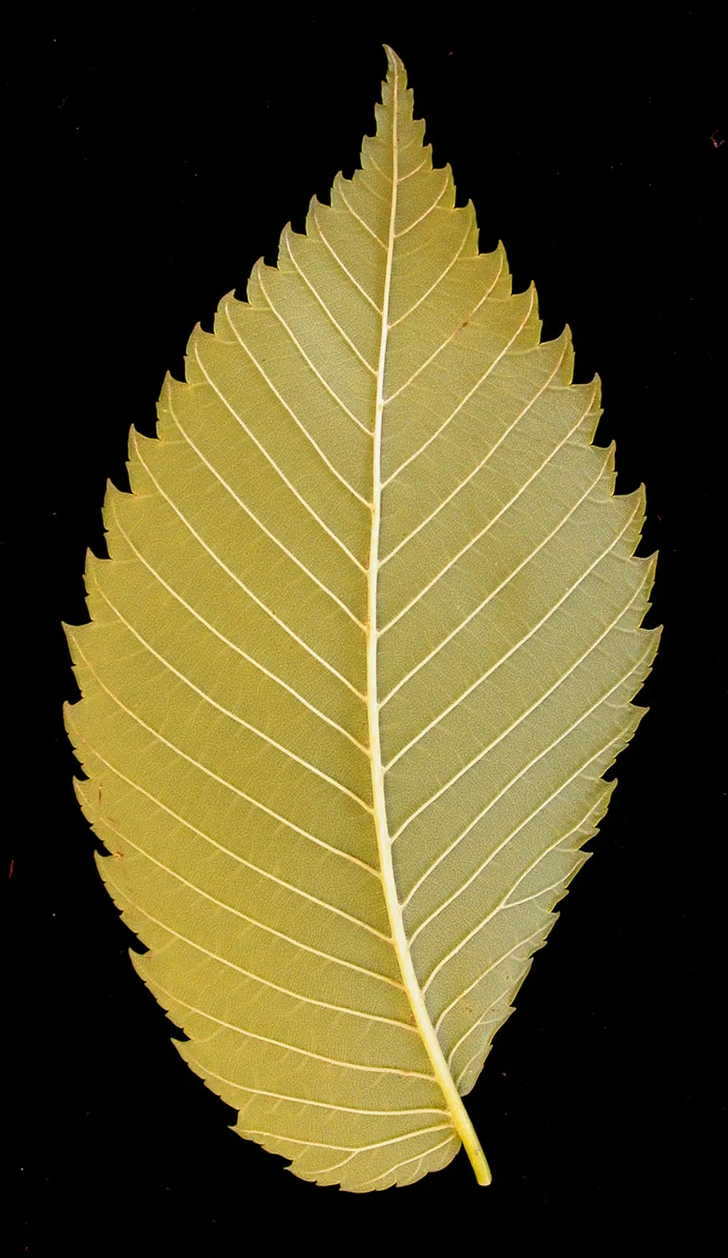 American Elm (Ulmus Americana) — Prevention and early detection through regular pruning and monitoring can mitigate risk; it typically reaches heights of 60 to