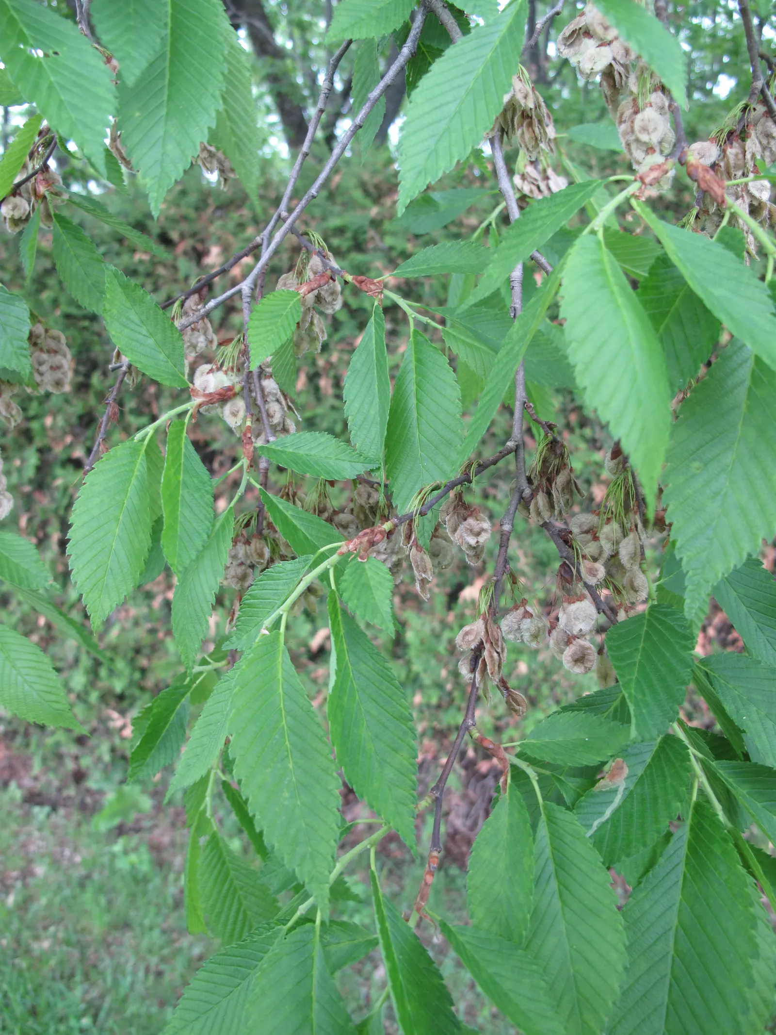 American Elm (Ulmus Americana) — tree with green and yellow blooms