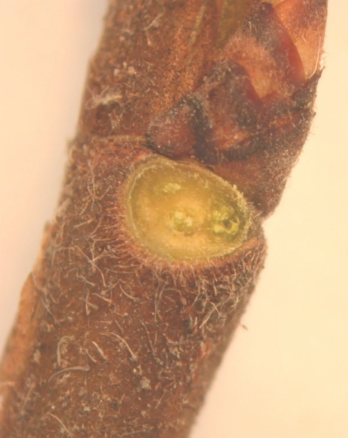 American Elm (Ulmus Americana) — adding seasonal interest to your client's garden; tree with green and yellow blooms