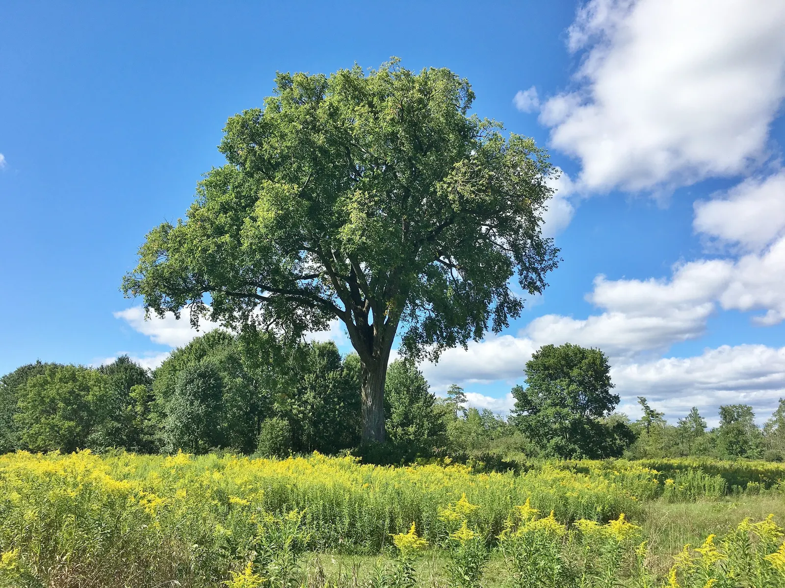 American Elm (Ulmus Americana) — Its deciduous leaves, 3-6 inches long, turn a vibrant yellow in fall; is a stately and historic deciduous tree, image 53