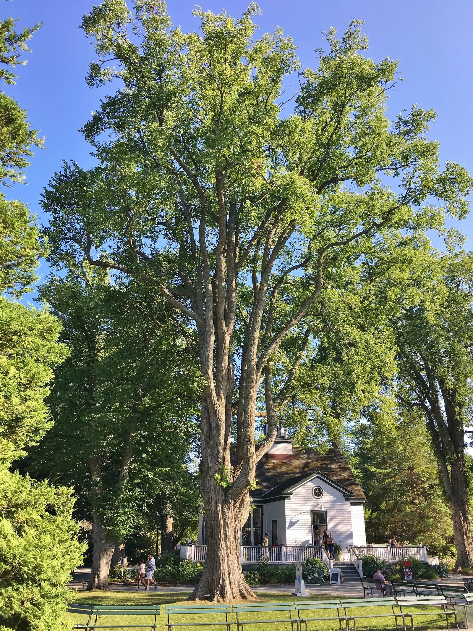 American Elm (Ulmus Americana) — Ideally suited for large landscapes; measuring 3 to 6 inches in length, image 57