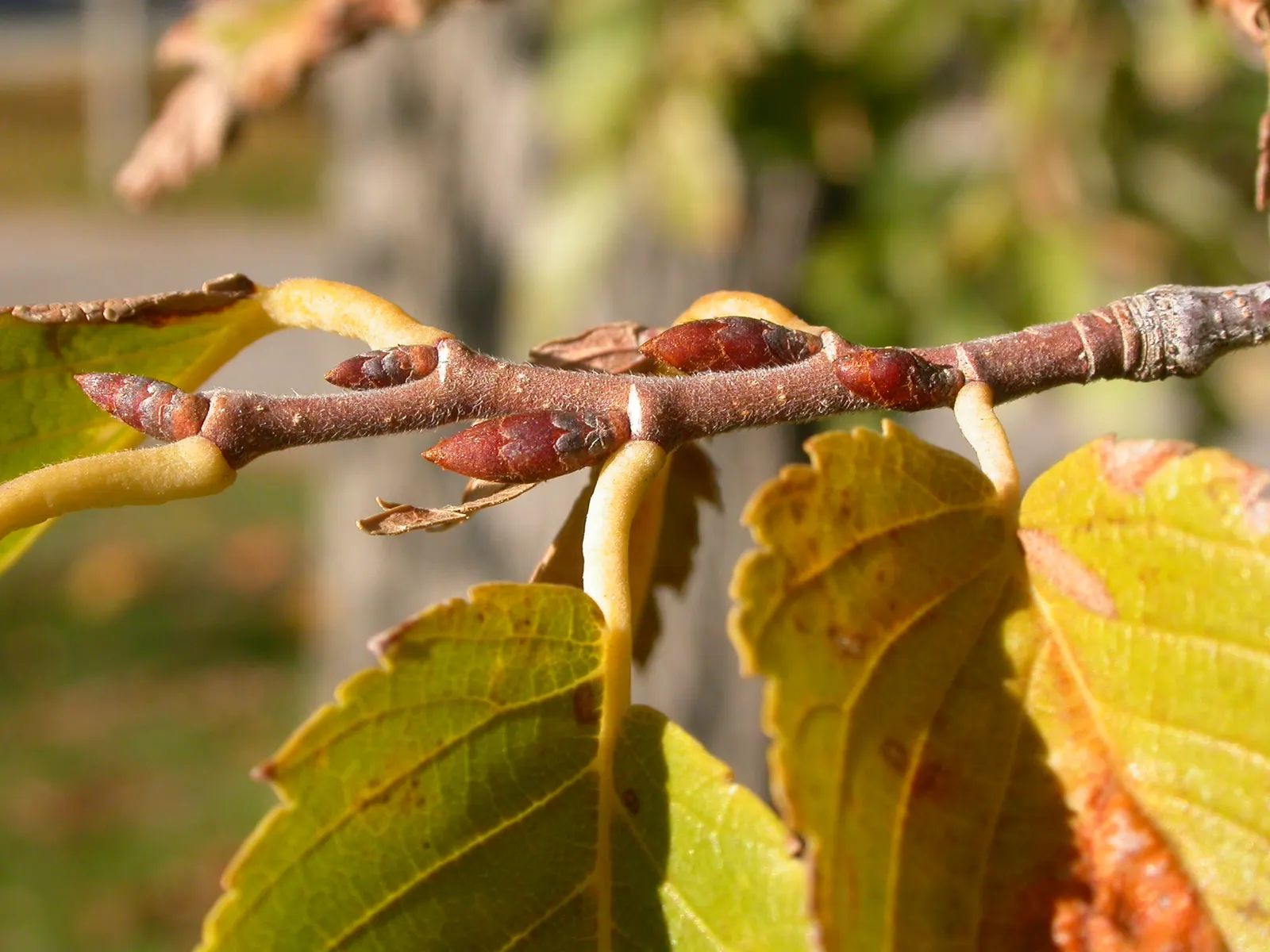 American Elm (Ulmus Americana) — cultivars with increased disease resistance are available.<br><br>When designing