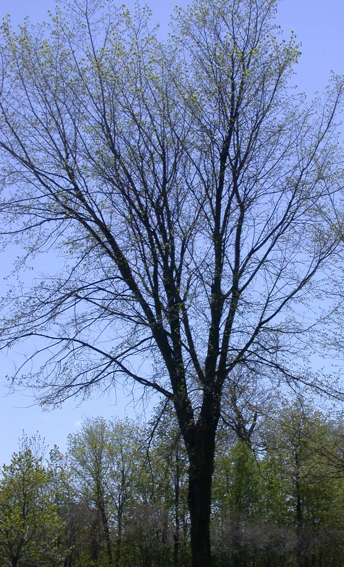 American Elm (Ulmus Americana) — reaching heights of 60 to 80 feet; the American Elm (Ulmus americana)