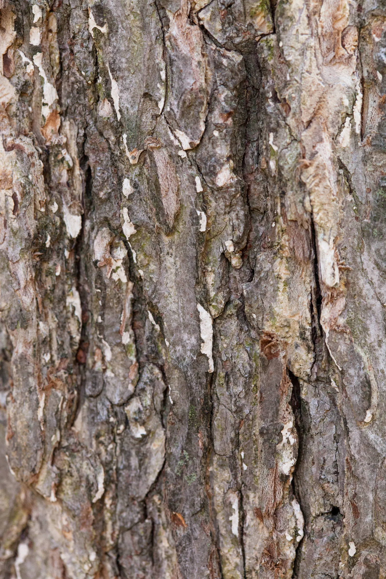 American Elm (Ulmus Americana) — from wet to dry and acidic to alkaline