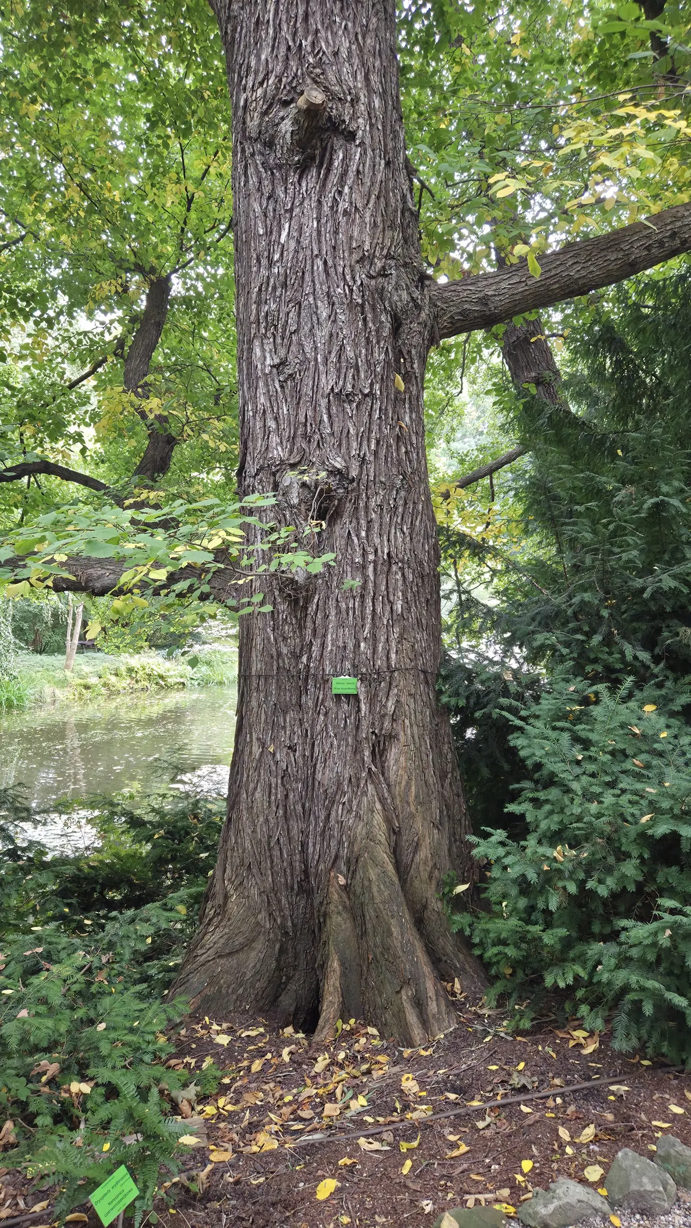 American Elm (Ulmus Americana) — cherished for its stately vase-like form; the leaves are oval with serrated edges and a pointed tip, image 50
