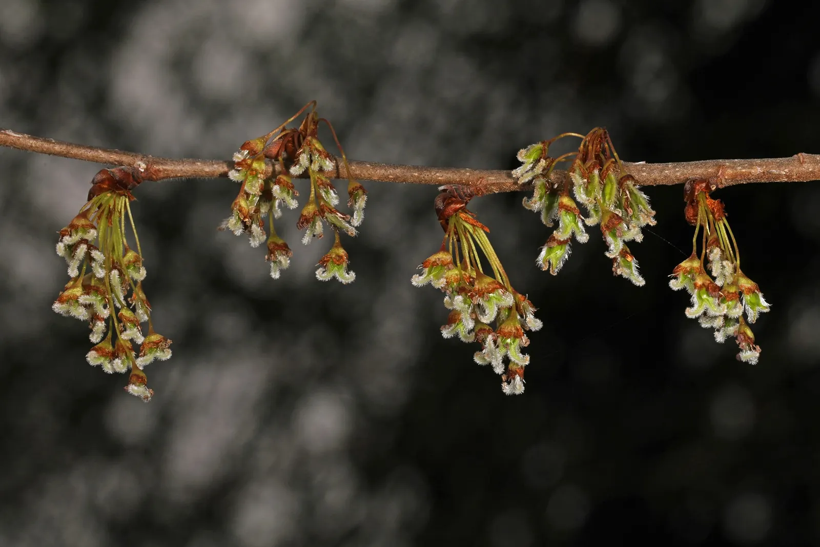 American Elm (Ulmus Americana) — For sustainable landscaping