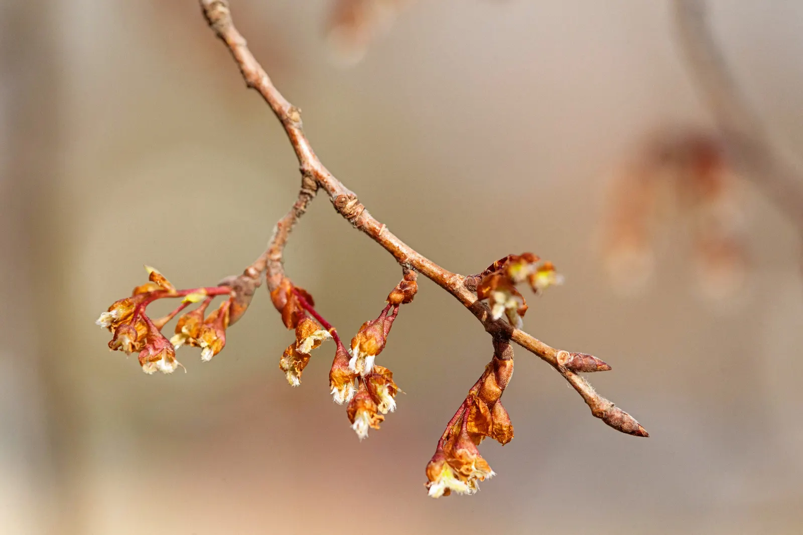 American Elm (Ulmus Americana) — the leaves are oval with serrated edges and a pointed tip