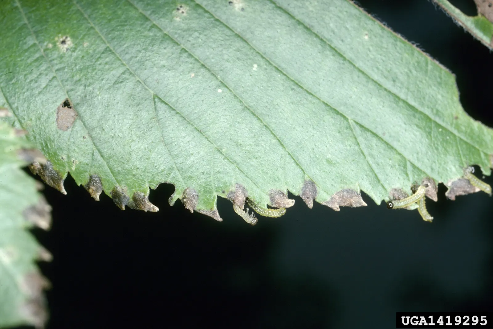 American Elm (Ulmus Americana) — Known for its historical presence in urban landscapes, it is, however, susceptible to Dutch elm disease