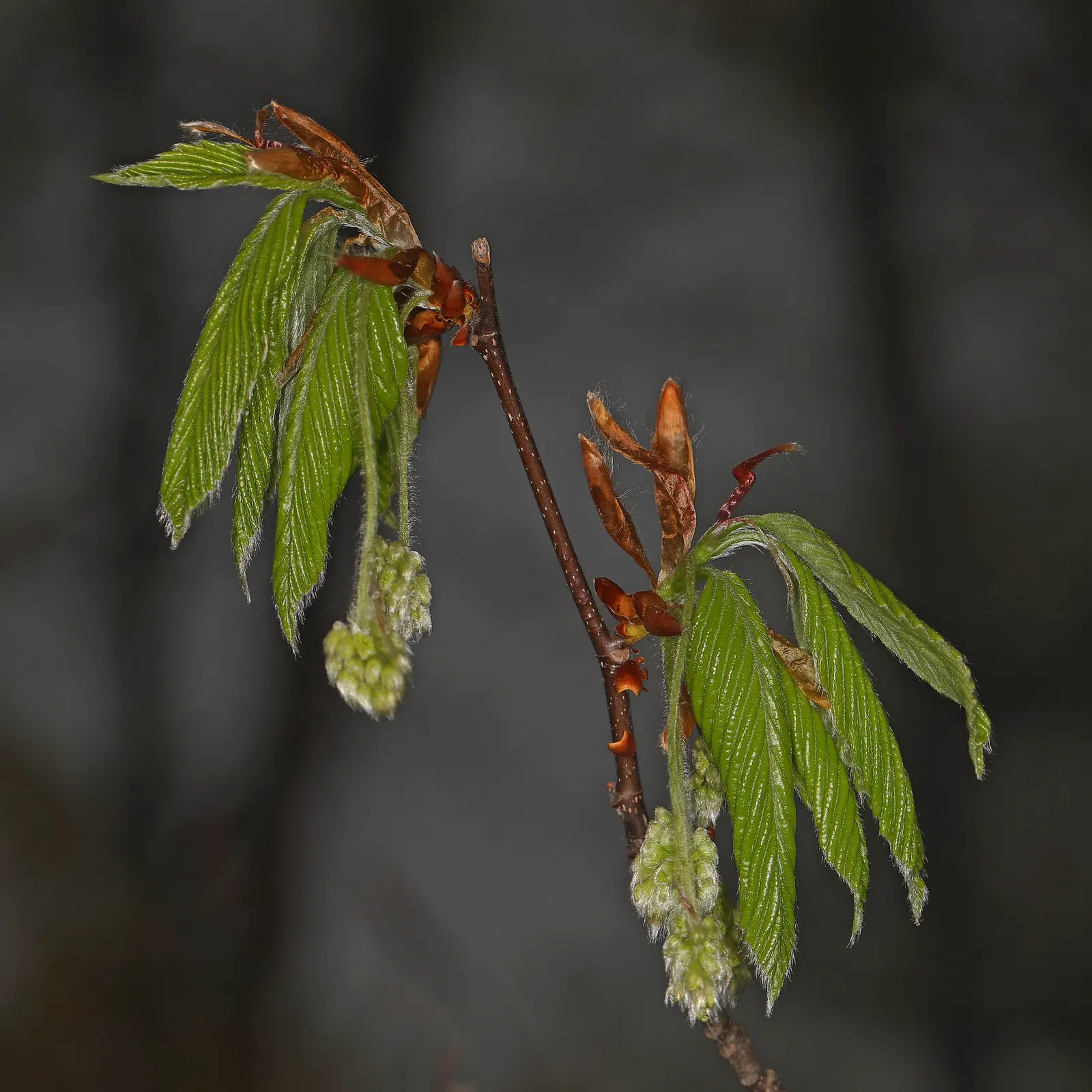 American Elm (Ulmus Americana) — adding seasonal interest to your client's garden