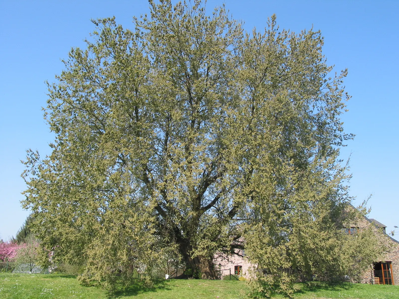 American Elm (Ulmus Americana) — reaching heights of 60 to 80 feet; the American Elm (Ulmus americana), image 52