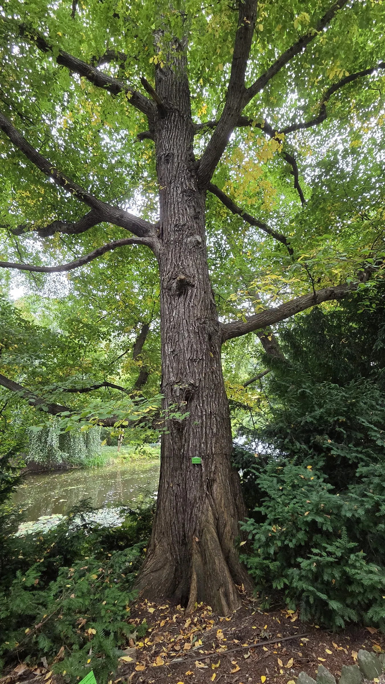 American Elm (Ulmus Americana) — The American Elm (Ulmus americana); reaching heights of 60 to 80 feet, image 49