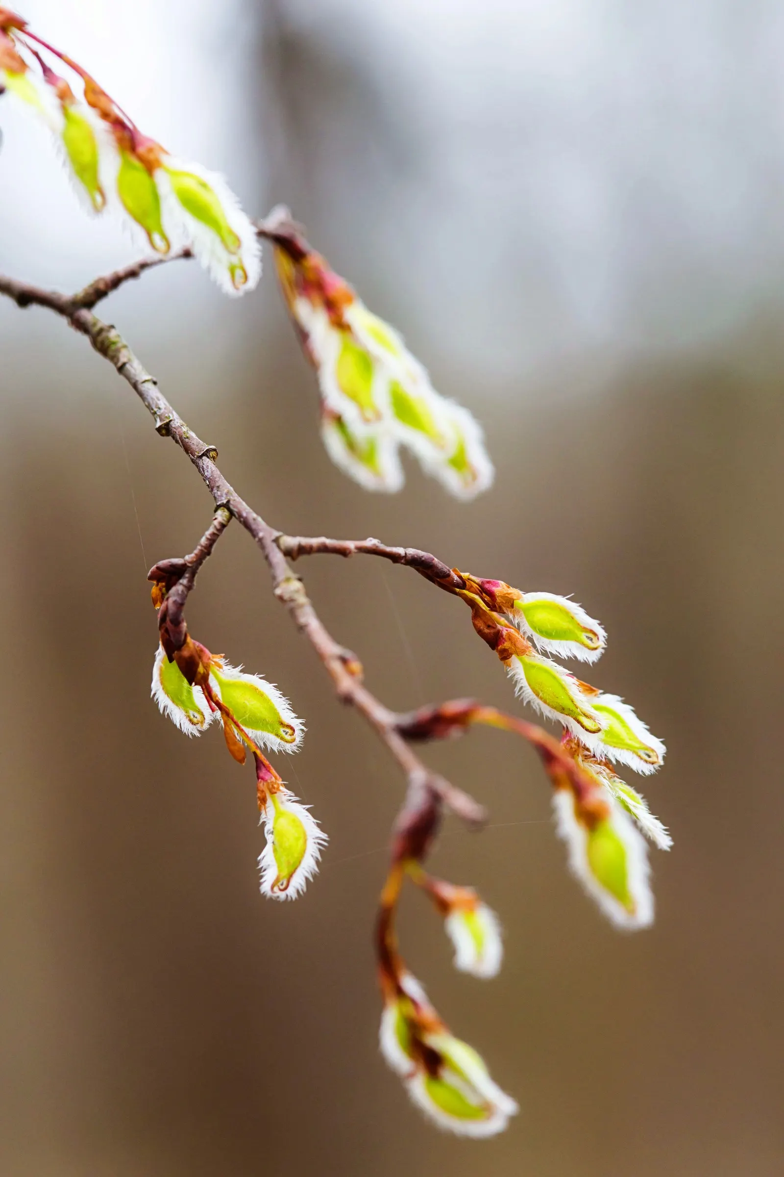 American Elm (Ulmus Americana) — Its dark green leaves transition to vibrant yellows in the fall