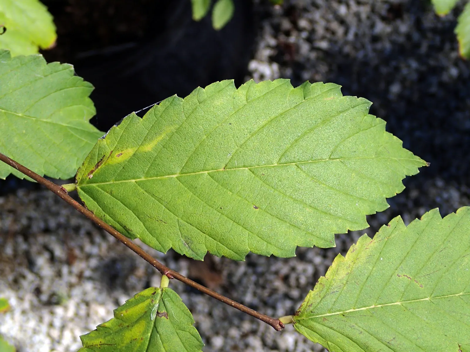 American Elm (Ulmus Americana) — Its deciduous leaves, 3-6 inches long, turn a vibrant yellow in fall