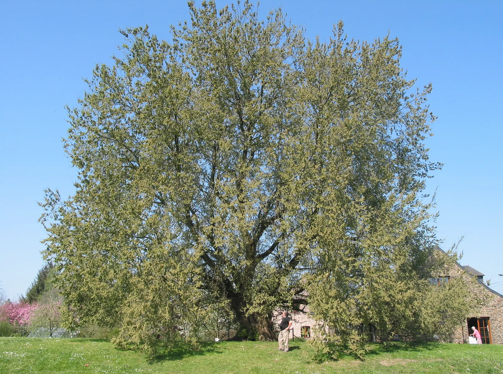 American Elm (Ulmus Americana) — boasts a majestic spread of up to 70 feet; a fungal affliction spread by bark beetles, image 51