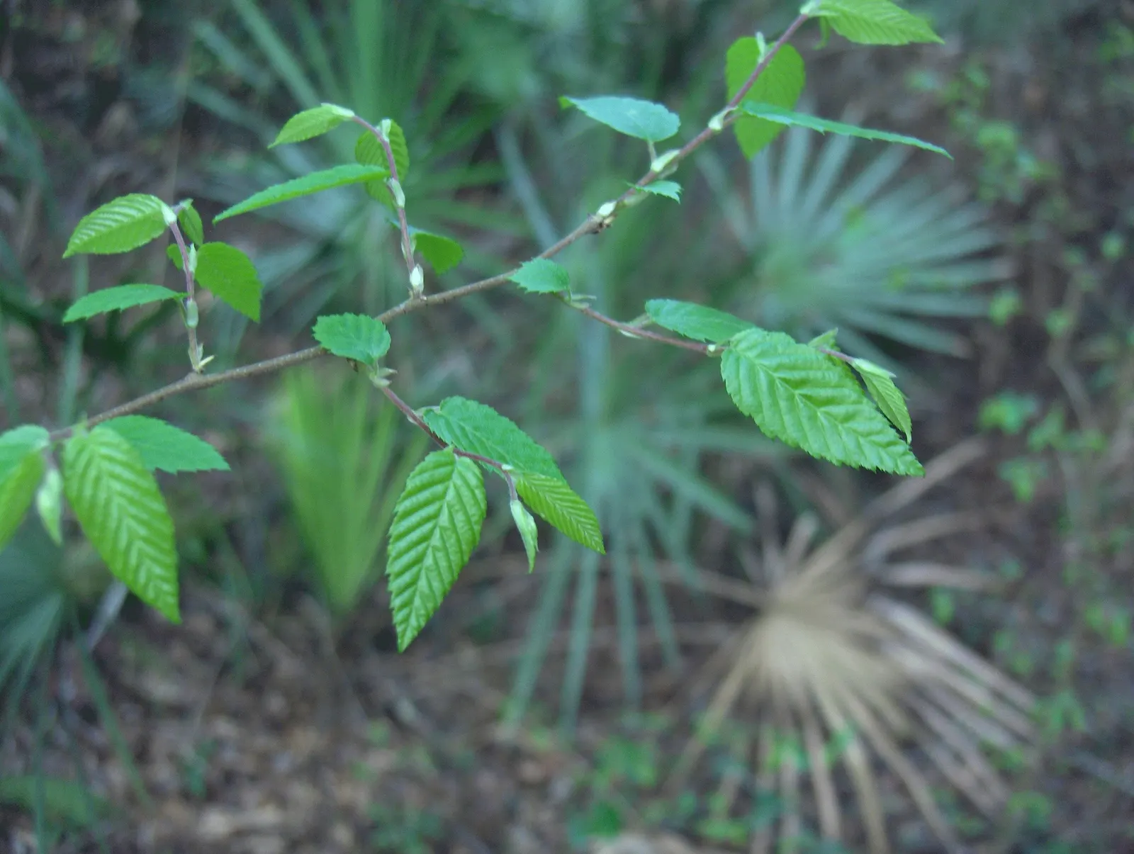 American Elm (Ulmus Americana) — is a stately and historic deciduous tree widely recognized for its graceful vase-like silhouette and extensive