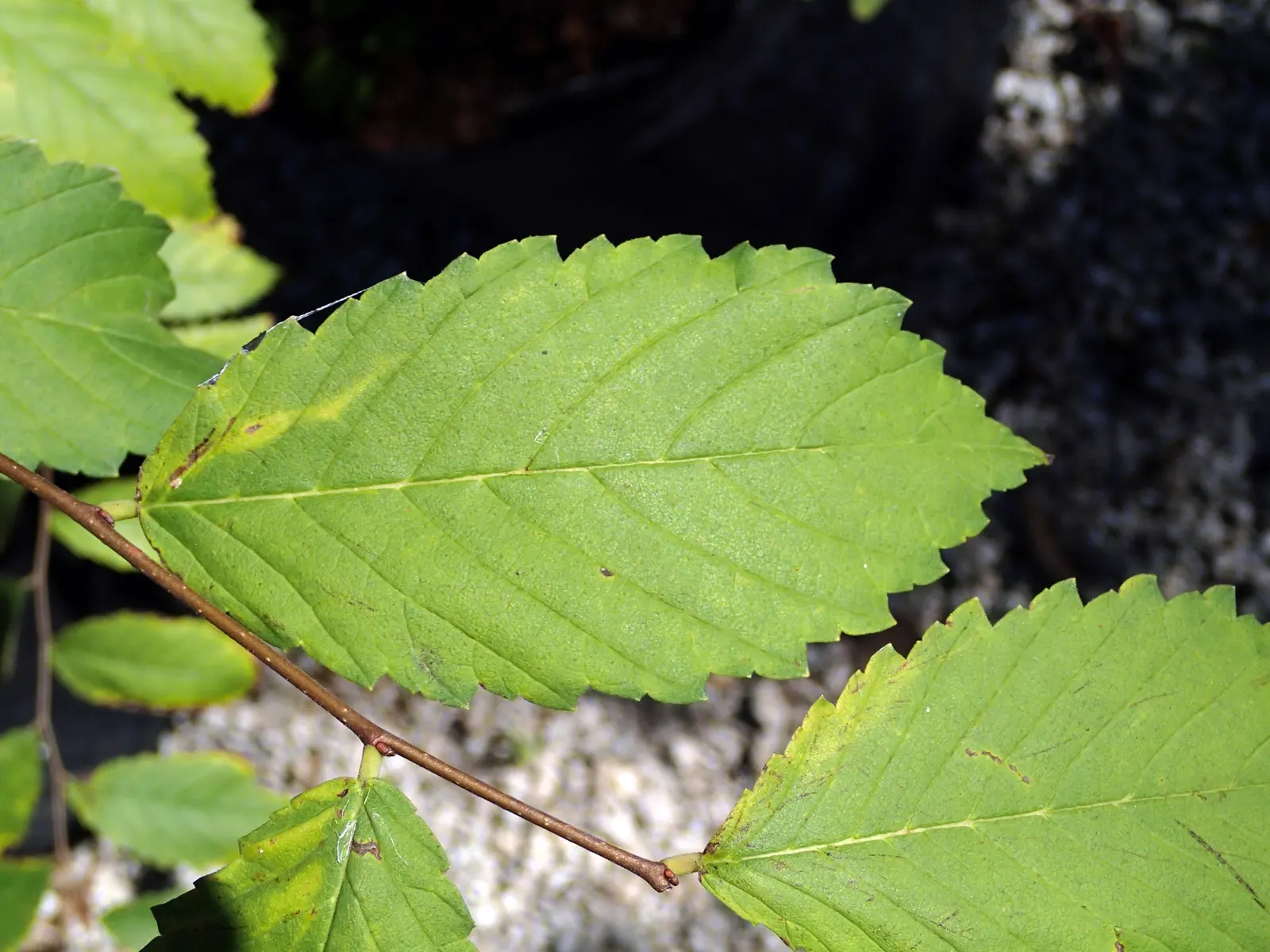 American Elm (Ulmus Americana) — Prevention and early detection through regular pruning and monitoring can mitigate risk