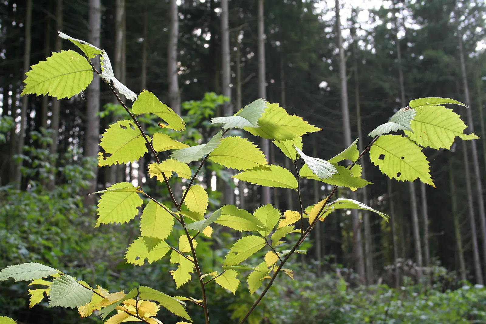 American Elm (Ulmus Americana) — rendering them highly versatile.<br><br>However