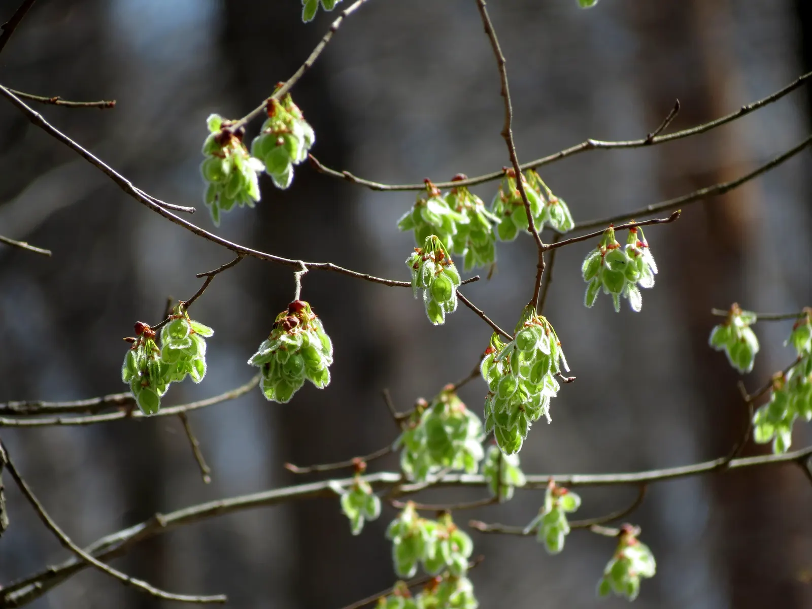 American Elm (Ulmus Americana) — it's important to note that Ulmus americana is susceptible to Dutch elm disease