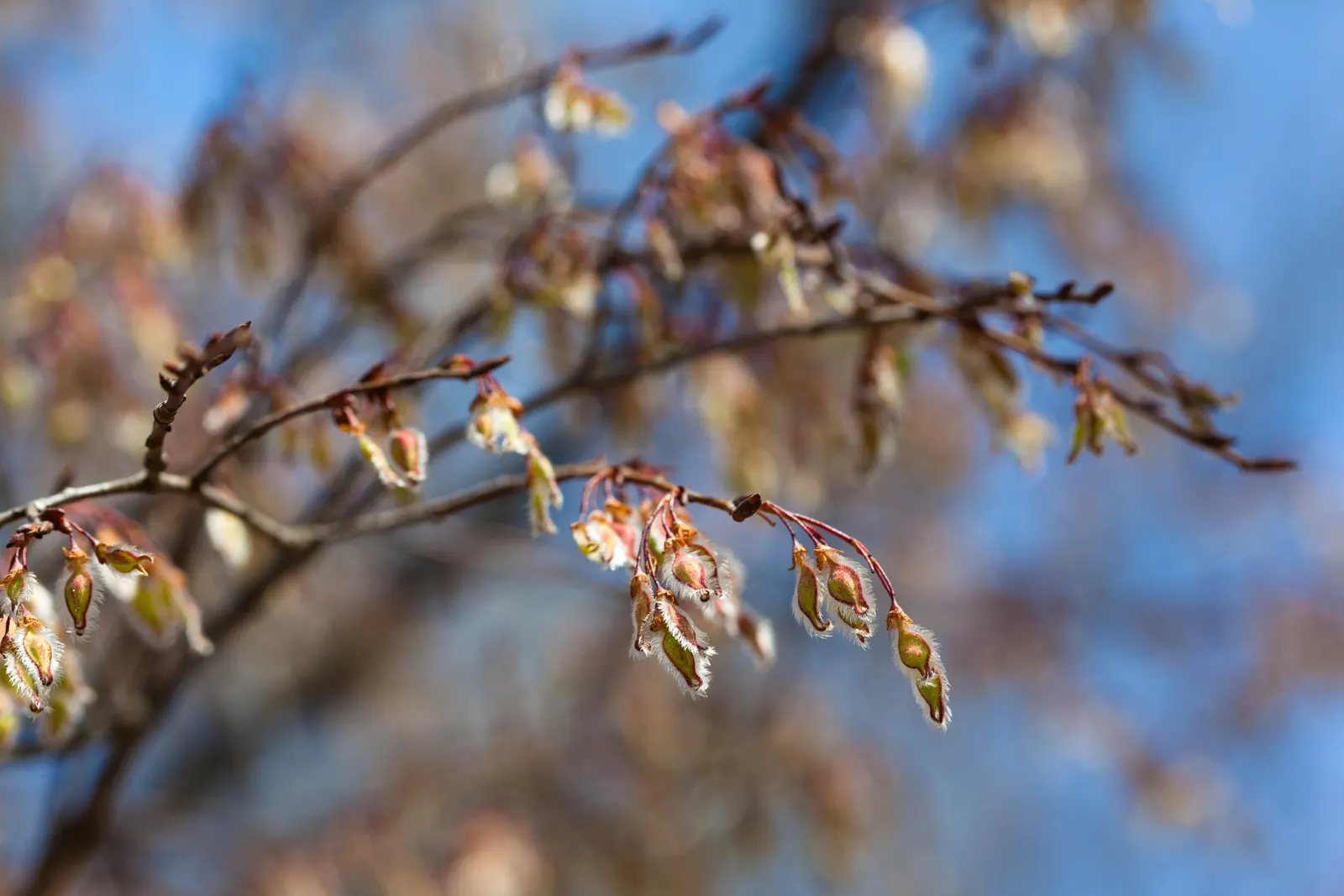 American Elm (Ulmus Americana) — it typically reaches heights of 60 to 80 feet with an impressive spread of 40 to 70 feet at maturity