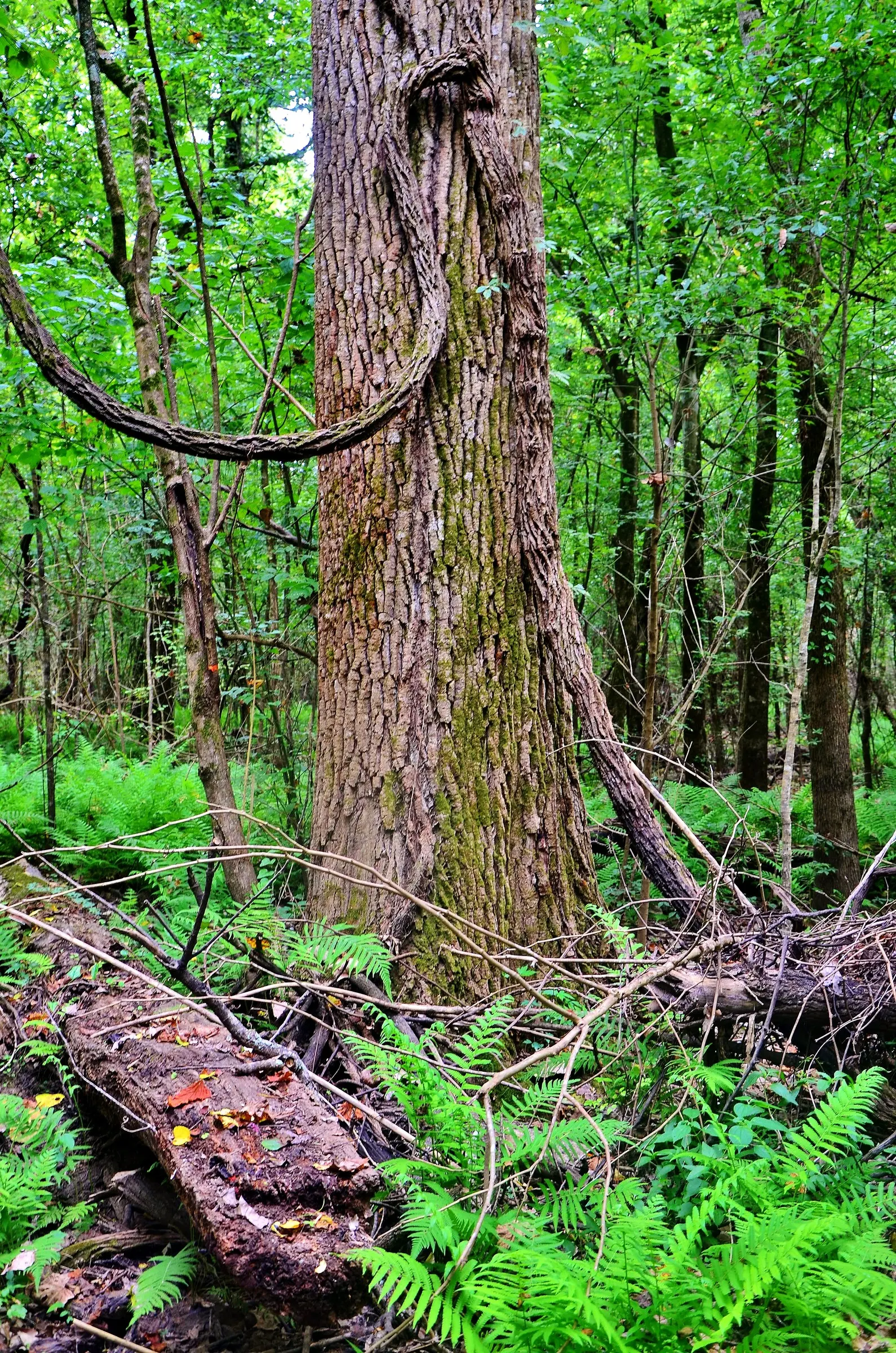 American Elm (Ulmus Americana) — Ideally suited for large landscapes