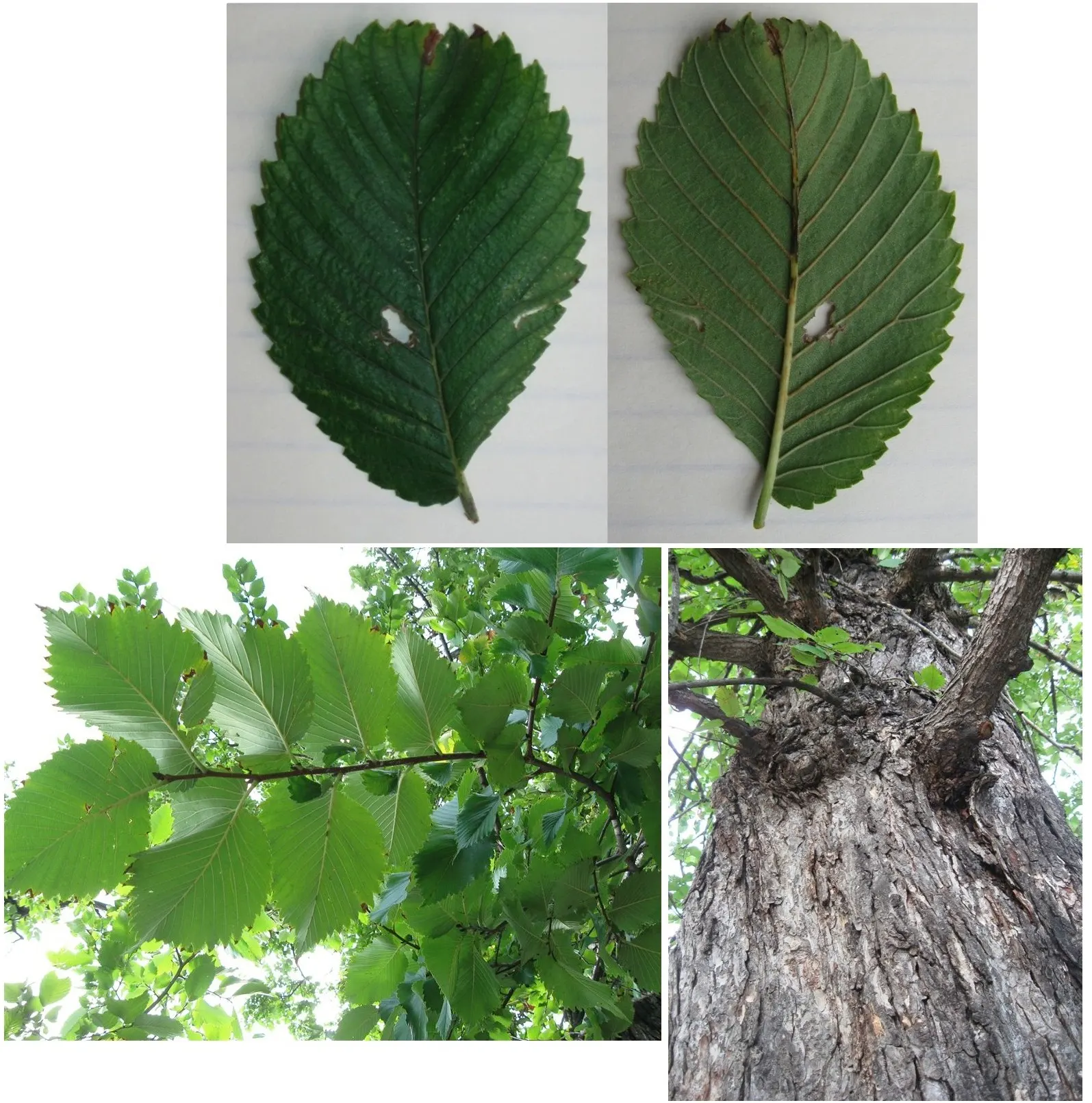 American Elm (Ulmus Americana) — measuring 3 to 6 inches in length