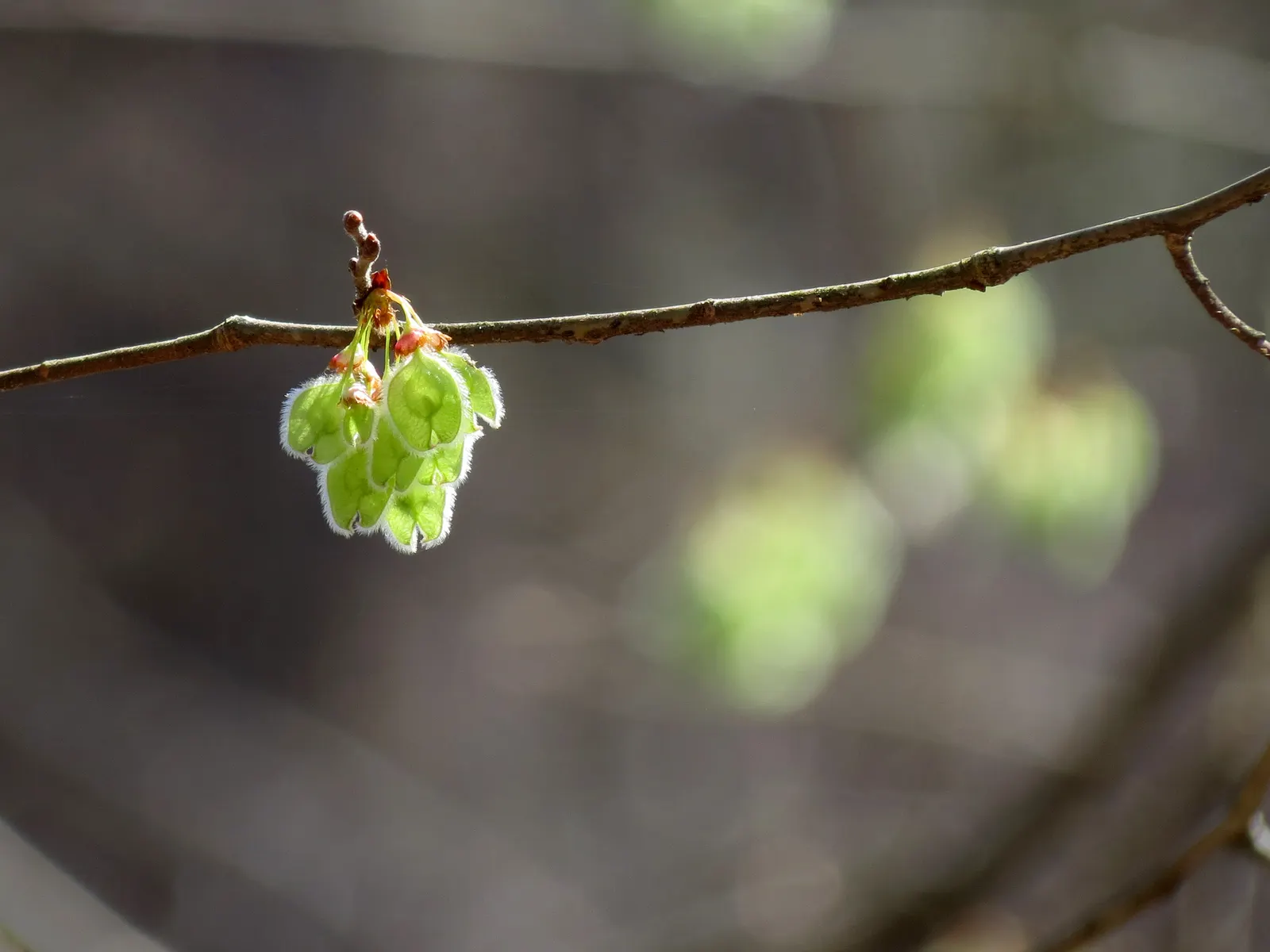 American Elm (Ulmus Americana) — a fungal affliction spread by bark beetles