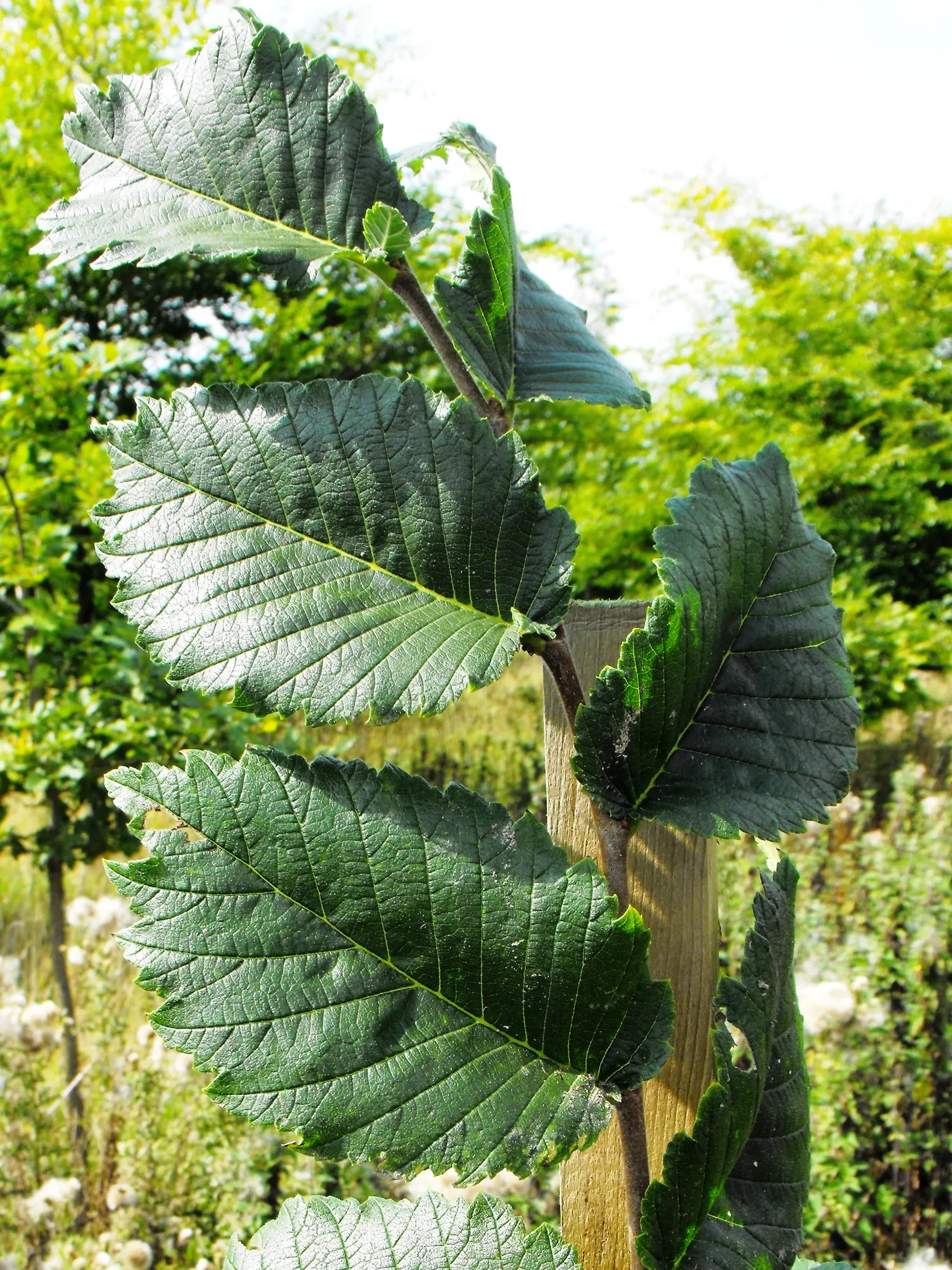 American Elm (Ulmus Americana) — Known for its historical presence in urban landscapes, it is, however, susceptible to Dutch elm disease; green and yellow