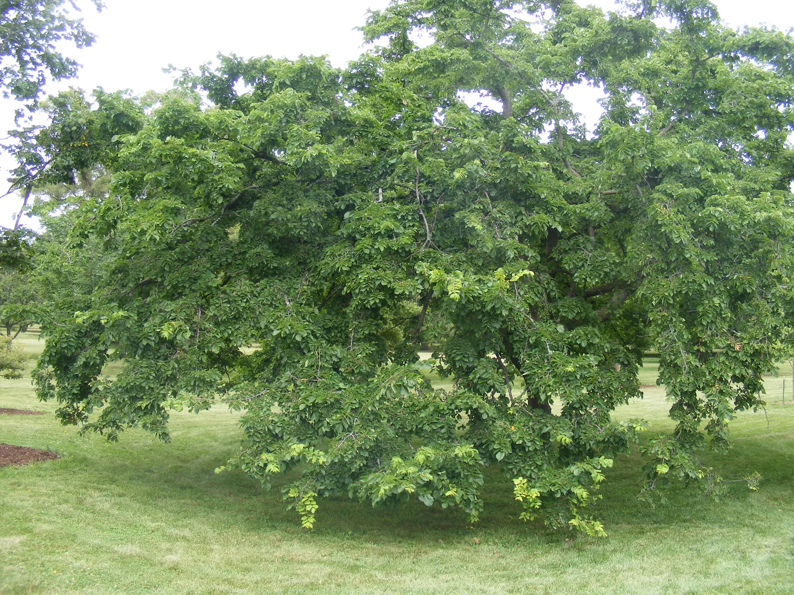 American Elm (Ulmus Americana) — The American Elm (Ulmus americana)