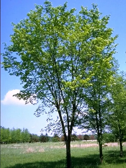 American Elm (Ulmus Americana) — cherished for its stately vase-like form