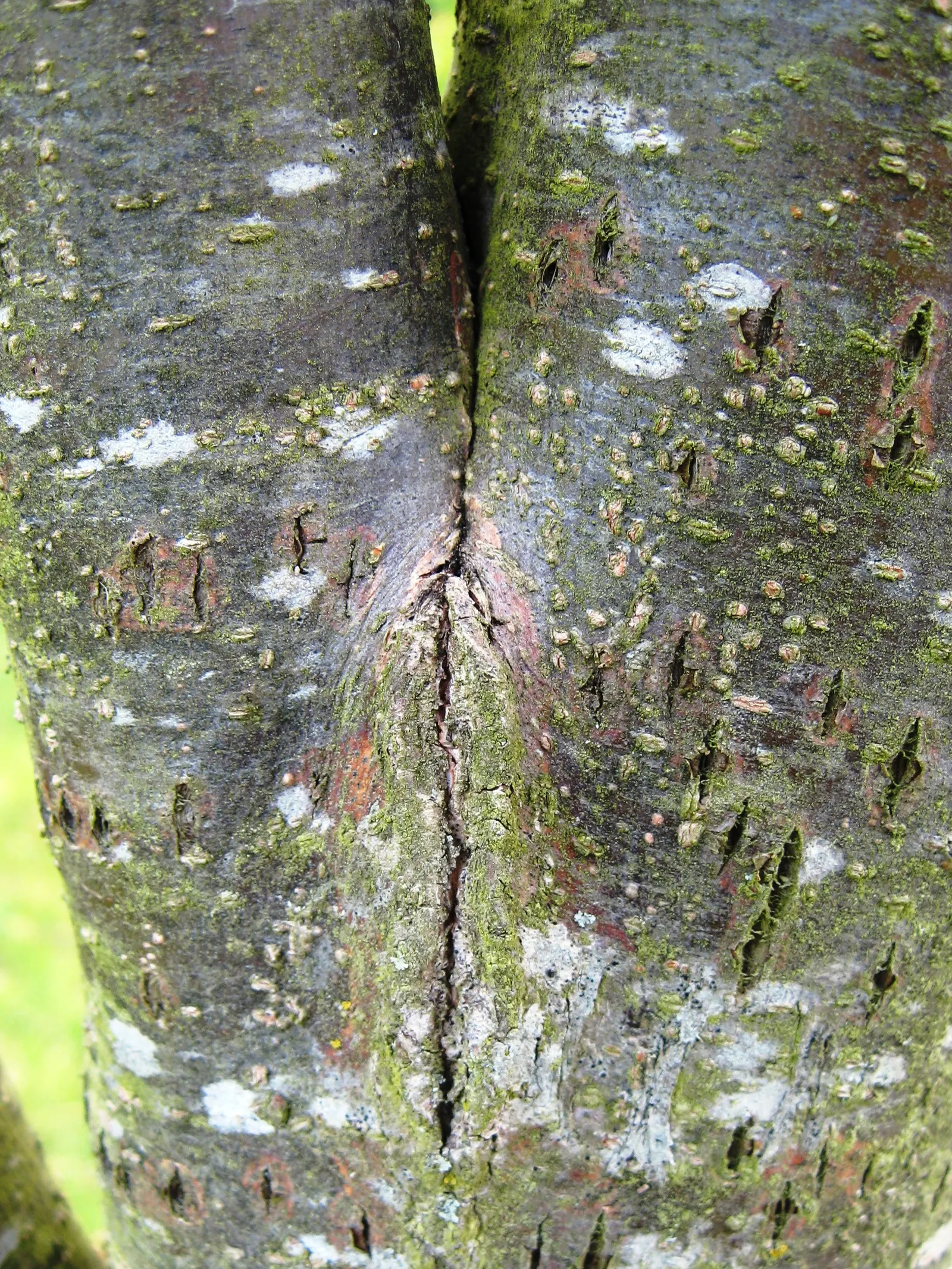 American Elm (Ulmus Americana) — from wet to dry and acidic to alkaline; this Elm thrives in USDA zones 3-9, prefers moist, well-drained soils, and full to