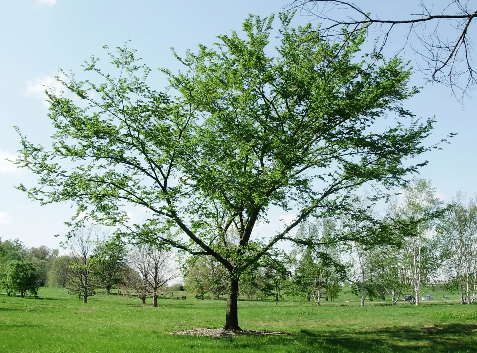 American Elm (Ulmus Americana) — boasts a majestic spread of up to 70 feet