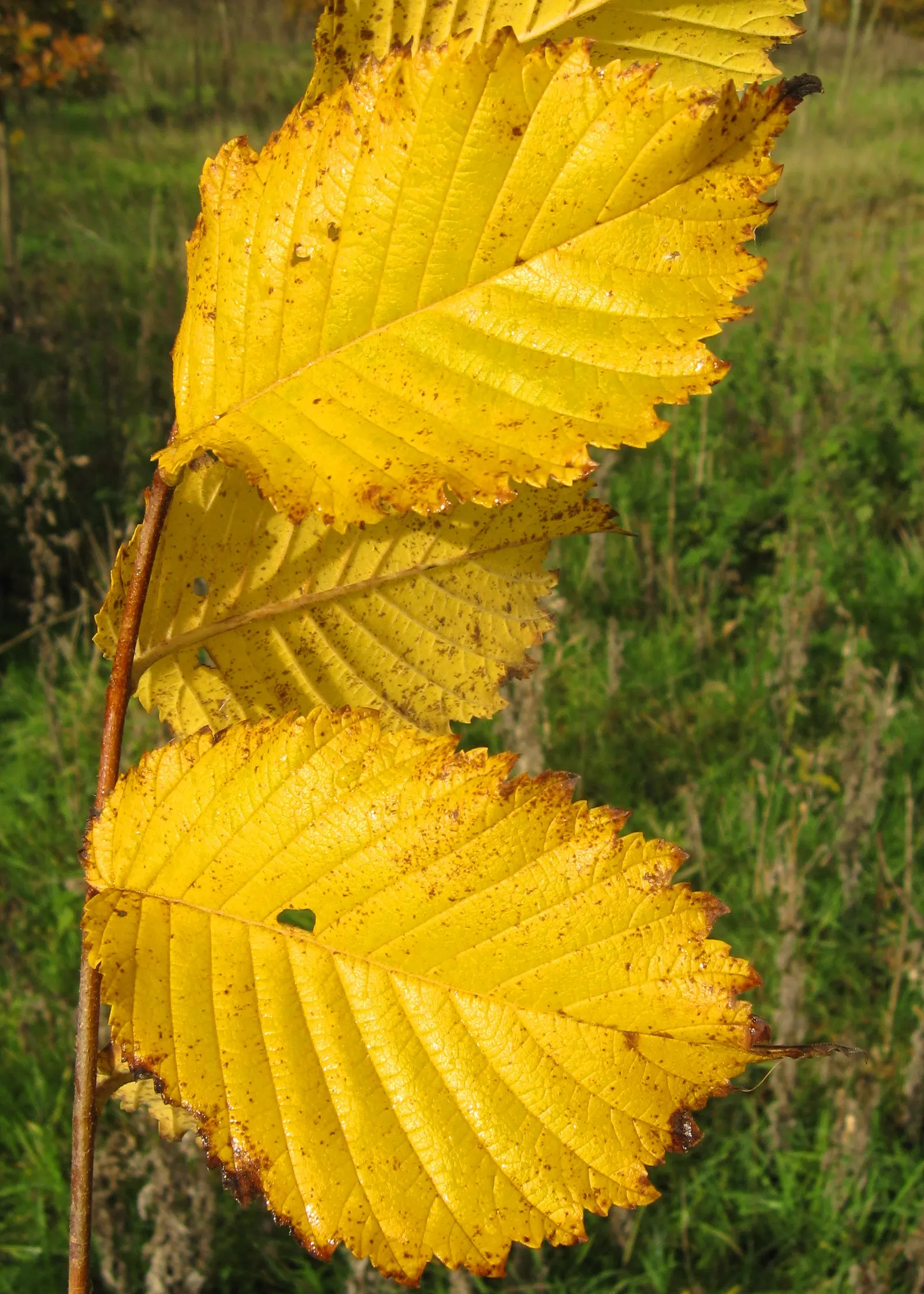 American Elm (Ulmus Americana) — green and yellow flowers in the garden