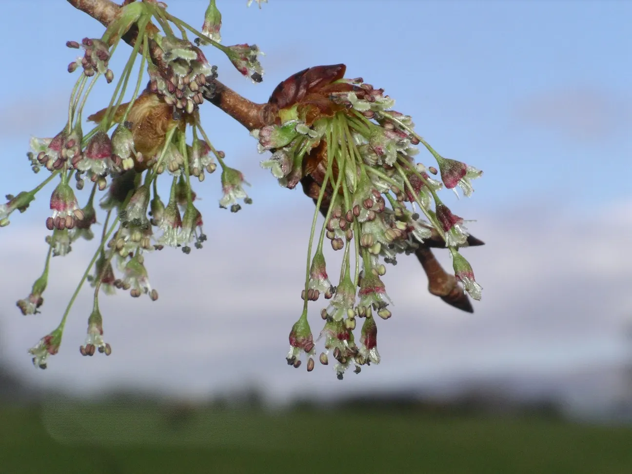 American Elm (Ulmus Americana) — Its dark green leaves transition to vibrant yellows in the fall; rendering them highly versatile.<br><br>However