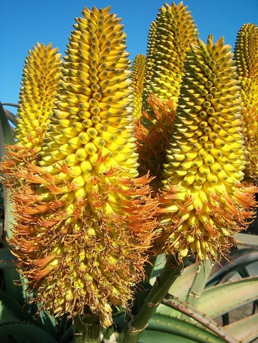 Coast Aloe (Aloe Thraskii) — This magnificent yellow-orange inflorescence blooms in early to mid-summer, image 38