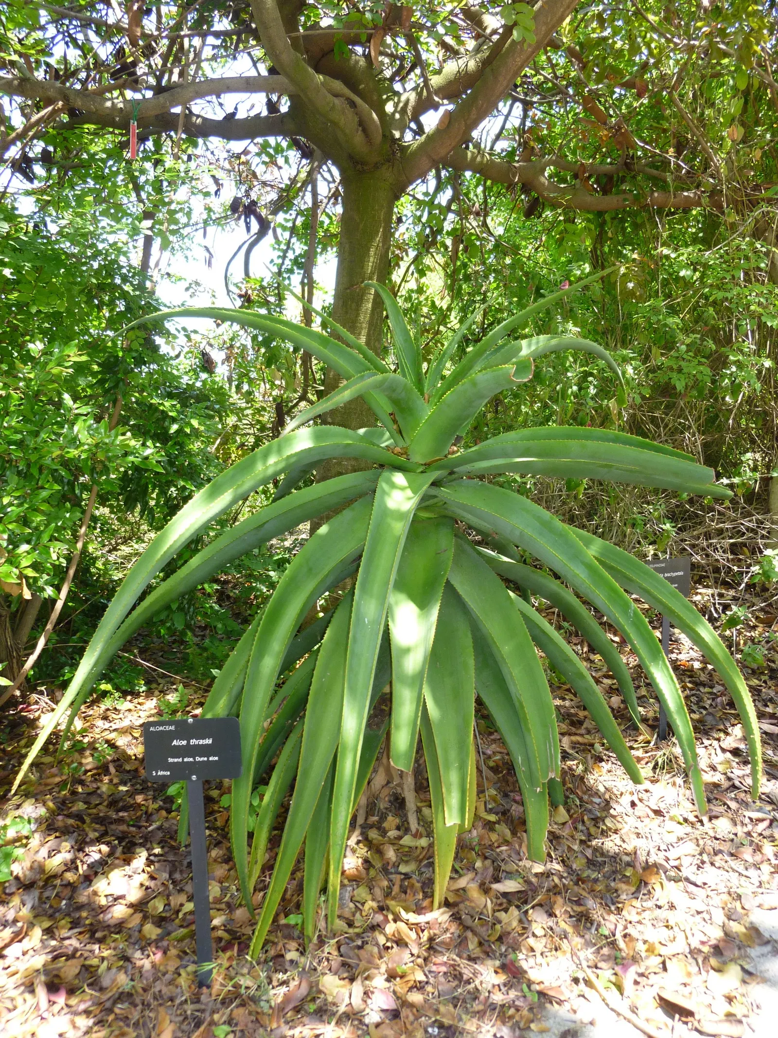 Coast Aloe (Aloe Thraskii) — attracting a host of pollinators such as bees and hummingbirds; consider using Aloe thraskii as a focal point or accent plant