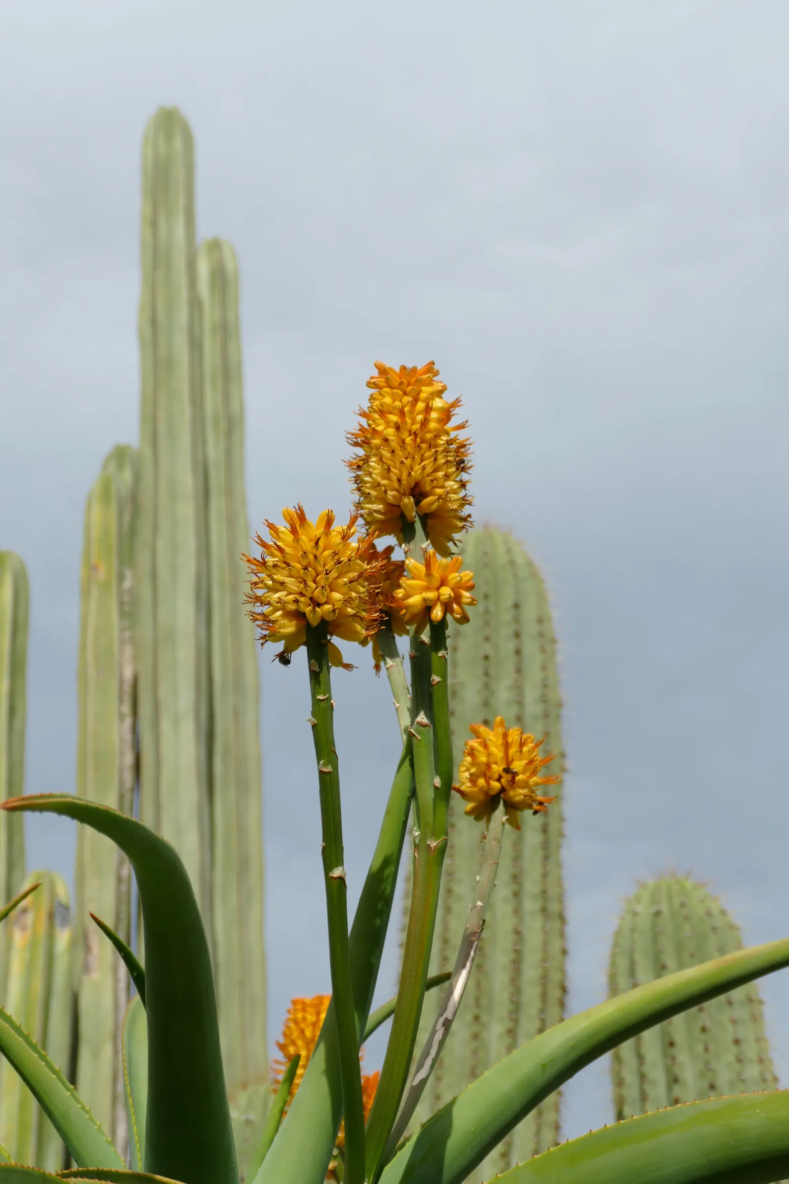 Coast Aloe (Aloe Thraskii) — is an imposing succulent native to the coastal dunes of South Africa