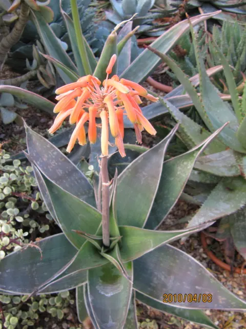 Coast Aloe (Aloe Thraskii) — blue-green leaves adorned with reddish-brown teeth