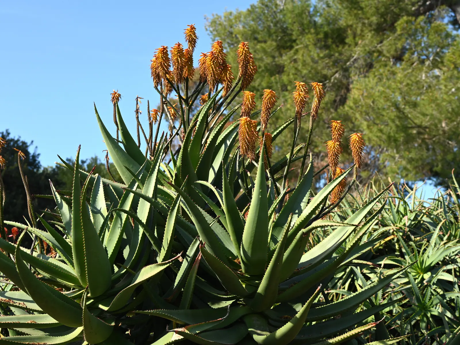 Coast Aloe (Aloe Thraskii) — Coast Aloe (Aloe thraskii) is an elegant South African native; its striking yellow flowers bloom on tall spikes in, image 51