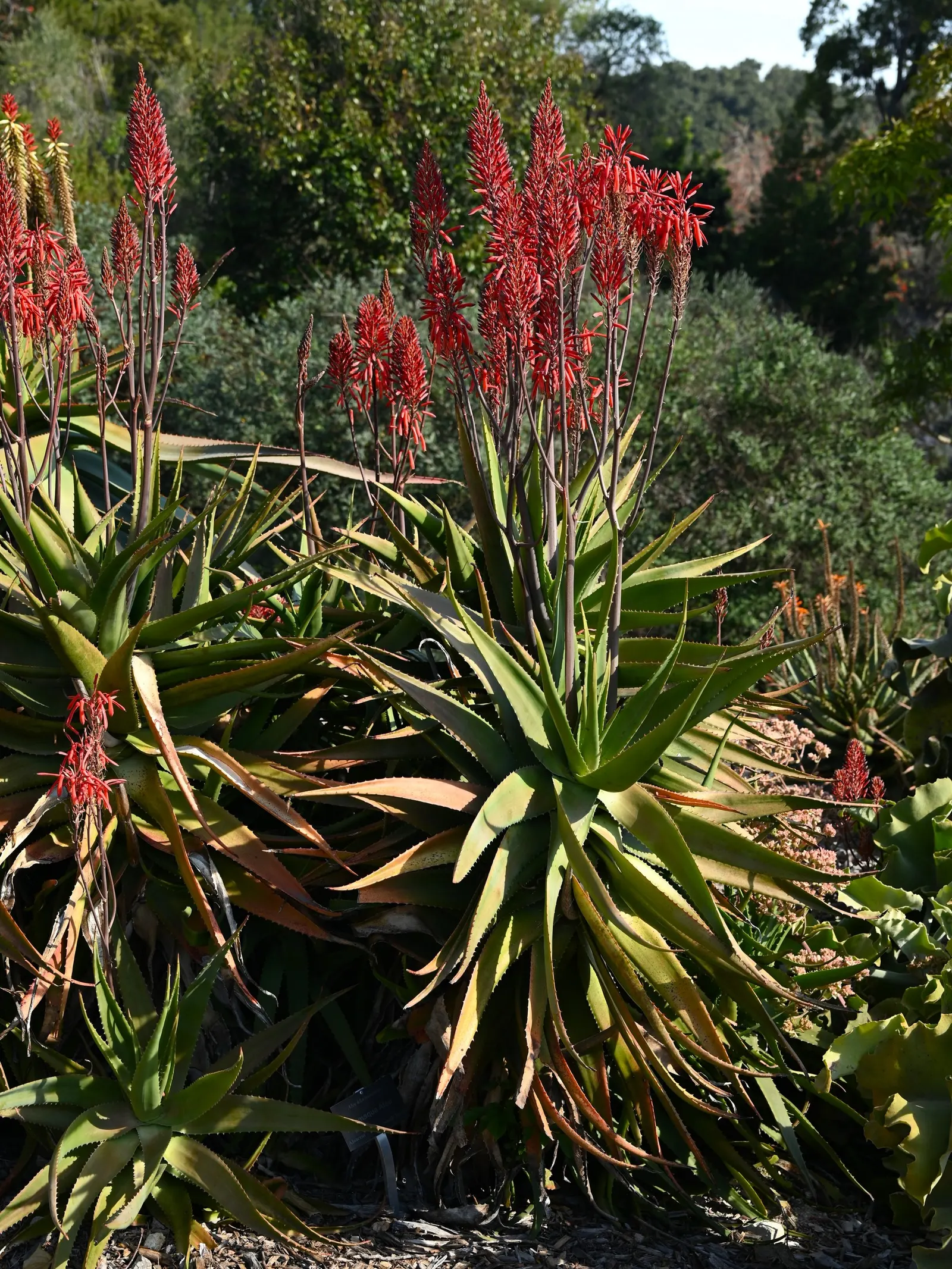 Coast Aloe (Aloe Thraskii) — renowned for its distinctive and stately appearance; ensure ample space is provided to accommodate its mature spread, image 57