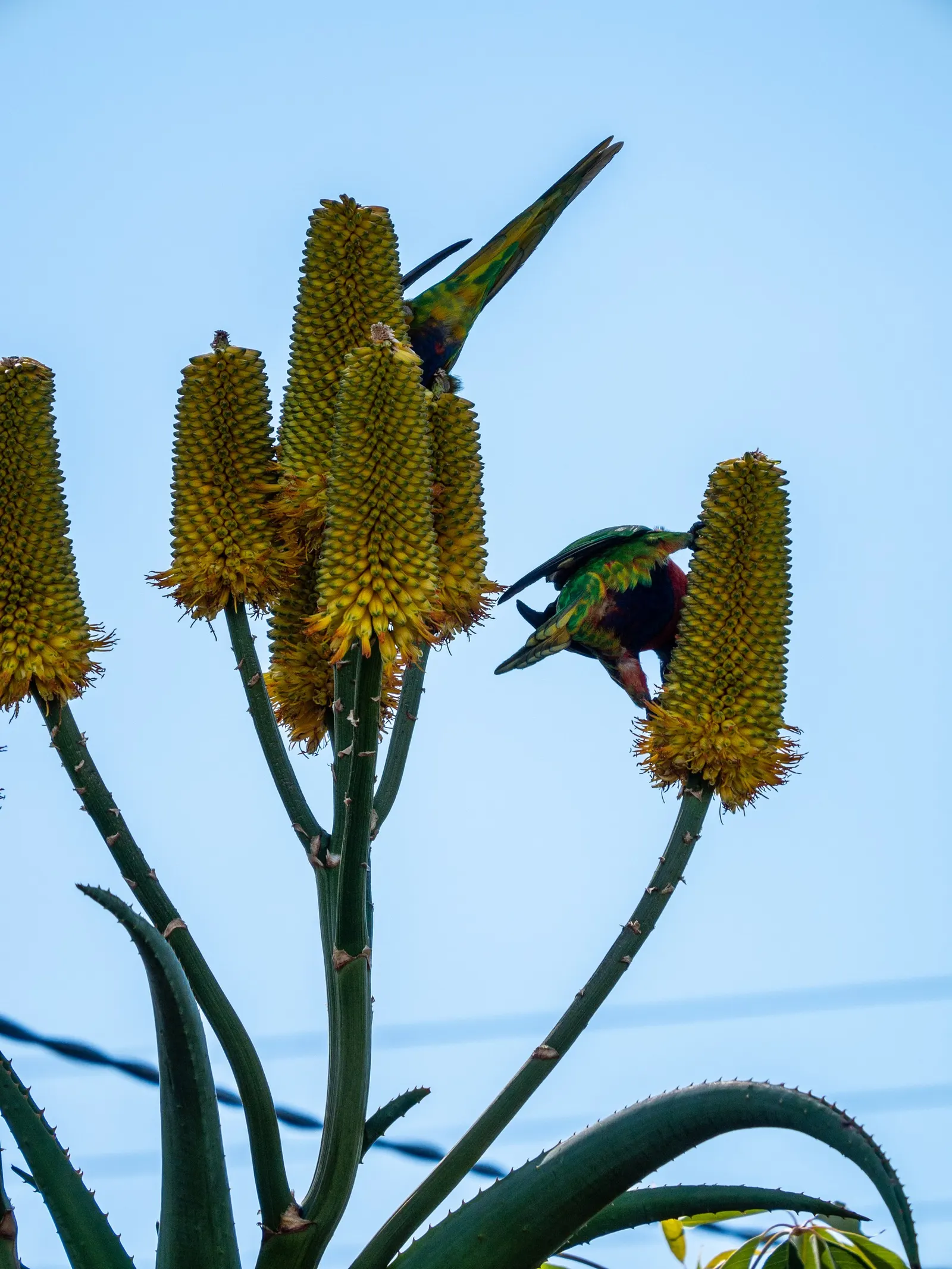 Coast Aloe (Aloe Thraskii) — This striking plant can reach a mature height of 6 to 10 feet with rosettes of robust; this drought-tolerant succulent, image 58