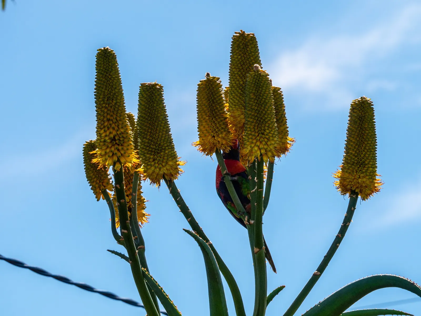 Coast Aloe (Aloe Thraskii) — It is highly tolerant of seaside conditions; blue-green leaves adorned with reddish-brown teeth