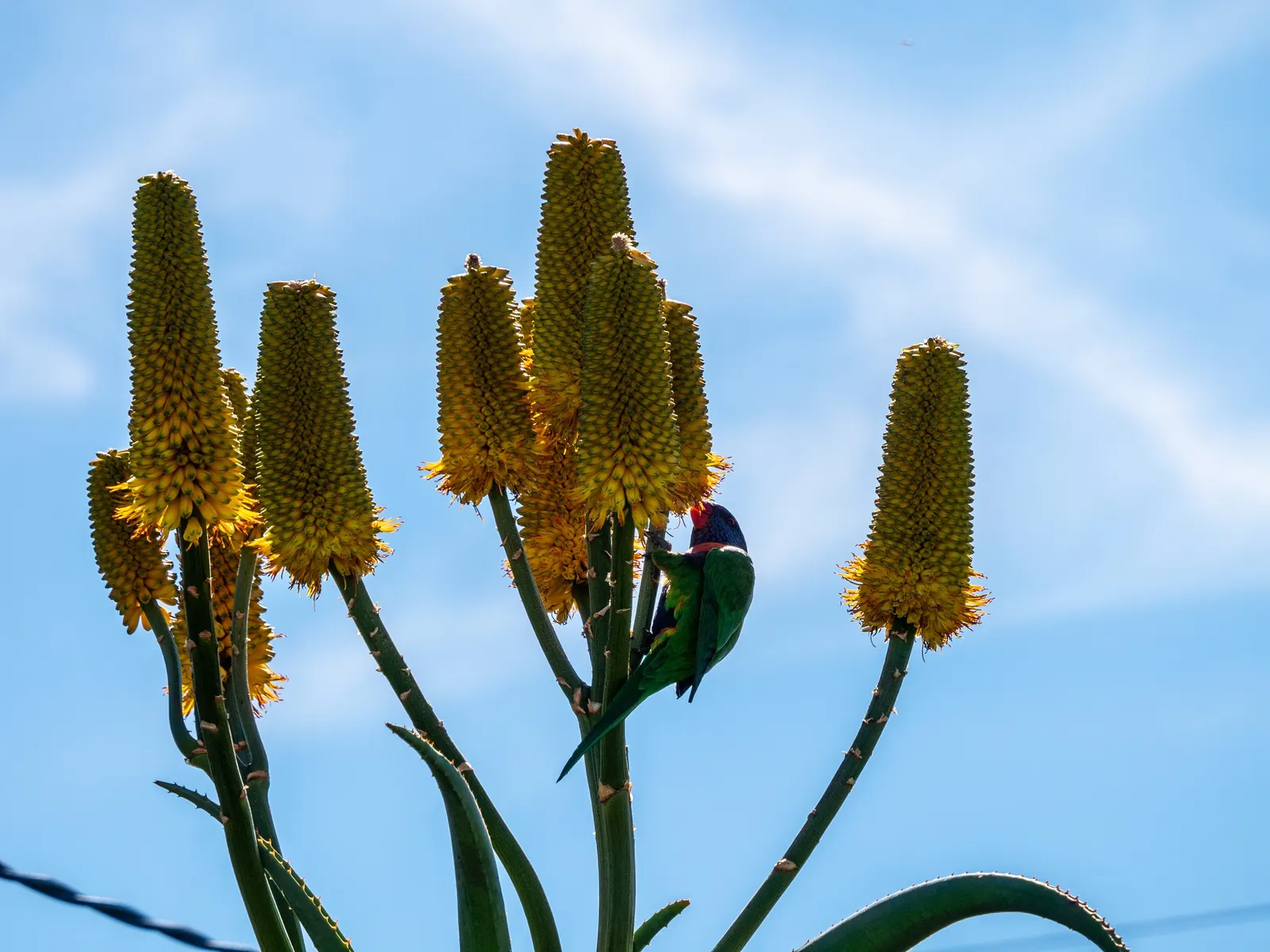 Coast Aloe (Aloe Thraskii) — Its striking yellow flowers bloom on tall spikes in summer, attracting pollinators; succulent for full, image 54