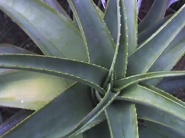 Coast Aloe (Aloe Thraskii) — harmonious aesthetic in your client's garden; coast Aloe (Aloe thraskii) is an elegant South African native