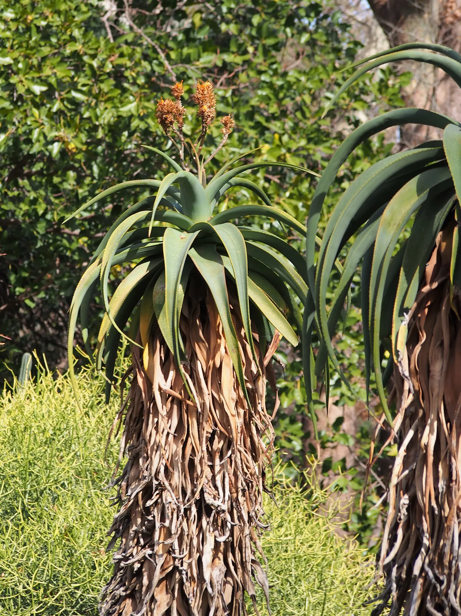 Coast Aloe (Aloe Thraskii) — harmonious aesthetic in your client's garden