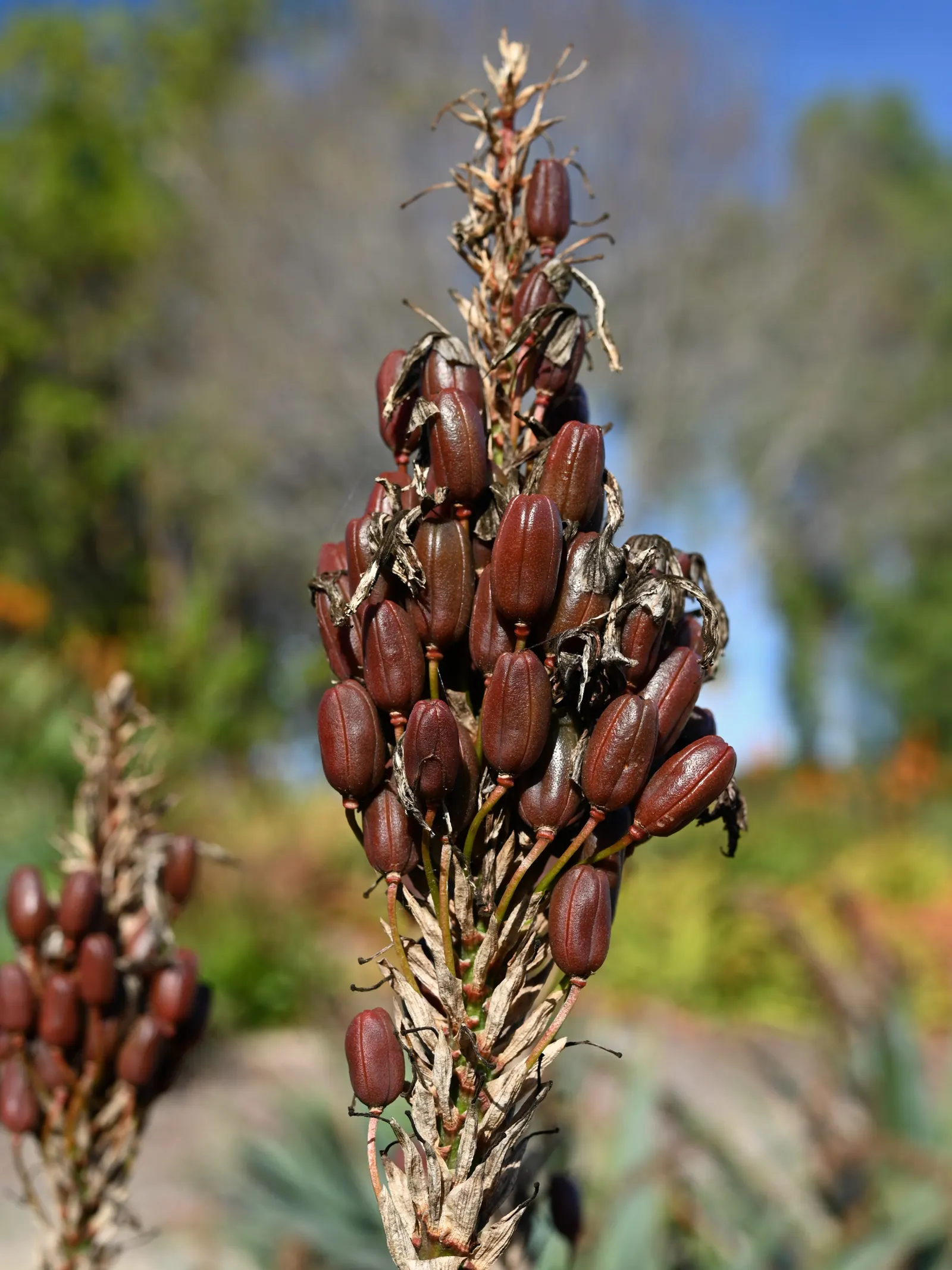 Coast Aloe (Aloe Thraskii) — is lined with small reddish-brown teeth; succulent with multi-colored and orange and yellow blooms