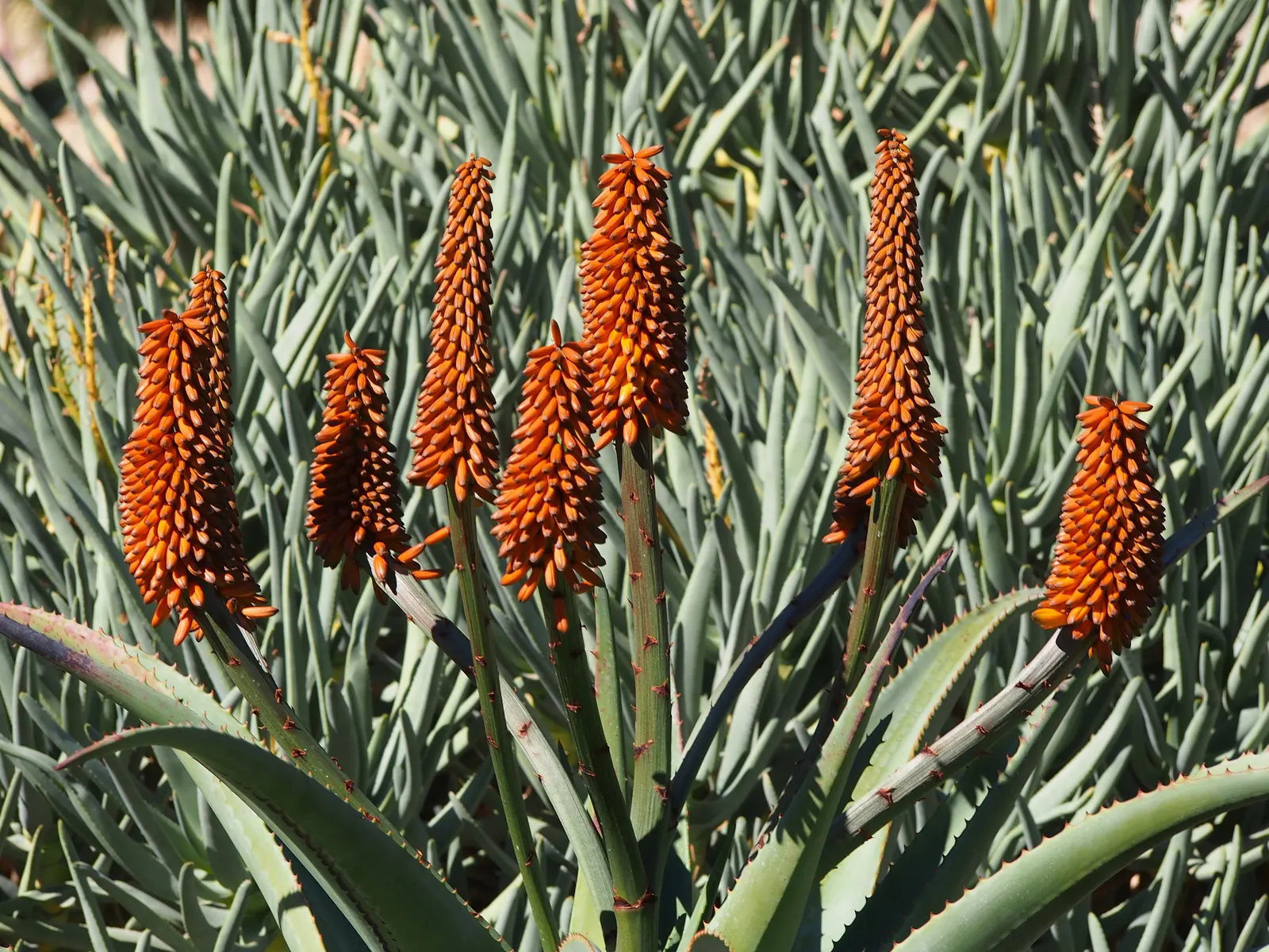 Coast Aloe (Aloe Thraskii) — succulent with multi-colored and orange and yellow blooms; it is highly tolerant of seaside conditions, image 74