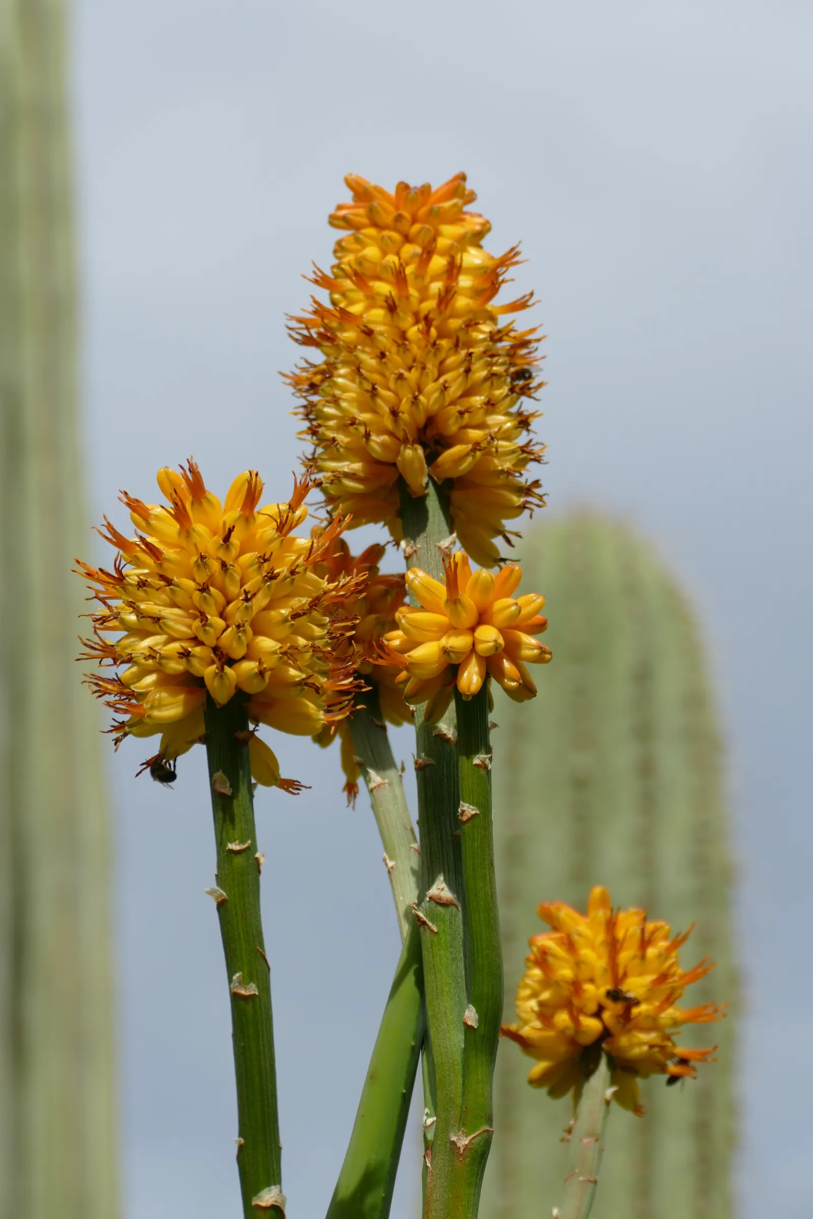 Coast Aloe (Aloe Thraskii) — It is highly tolerant of seaside conditions