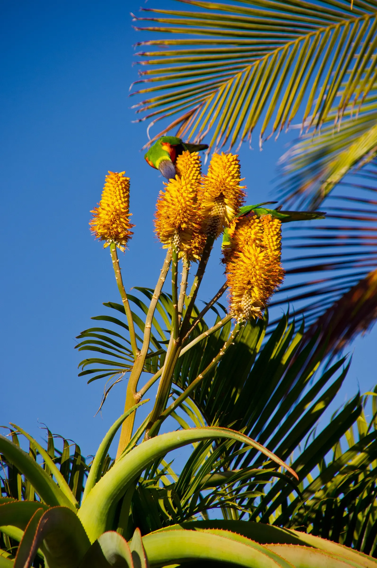 Coast Aloe (Aloe Thraskii) — including salt spray and sandy soils; upright leaves that can span up to 4 feet in length, image 66
